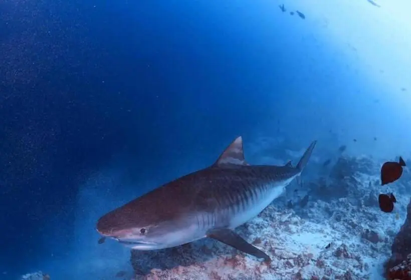 پانسیون Endhaa, Divers Home