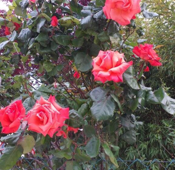 Bed & Breakfast La Rosa Rossa