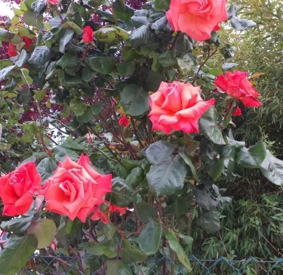 Bed & Breakfast La Rosa Rossa