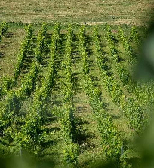 Domaine Des Granges Longes