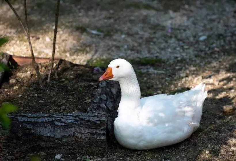 هتل Kostelski Buk