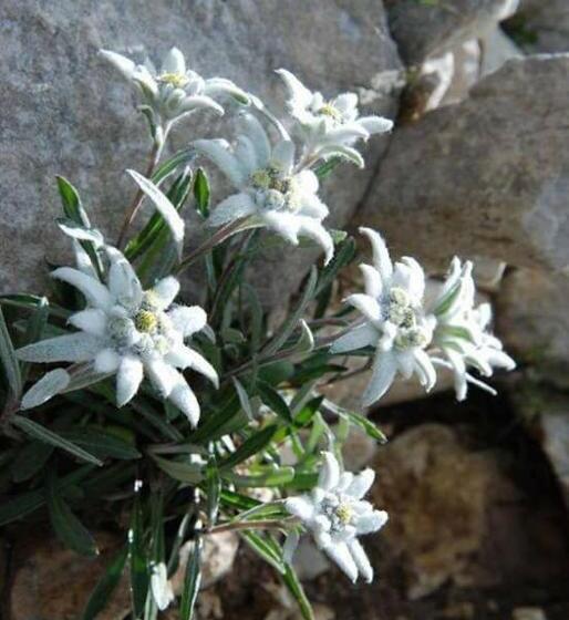 Aparthotel Pr  Jakapč