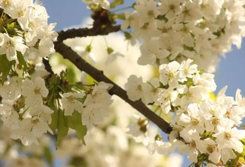 Majatalo élő Tisza Vendégház