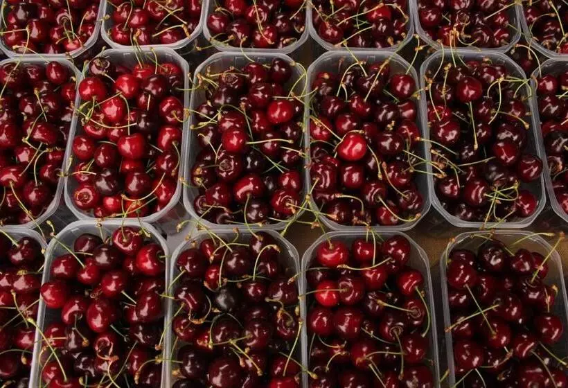 Majatalo élő Tisza Vendégház