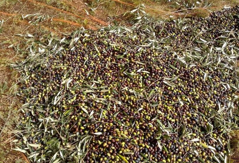 בית מלון כפרי B&b Ca  De Pippu