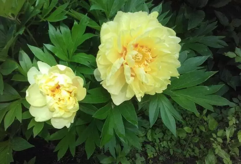 Majatalo Garten Vendégház