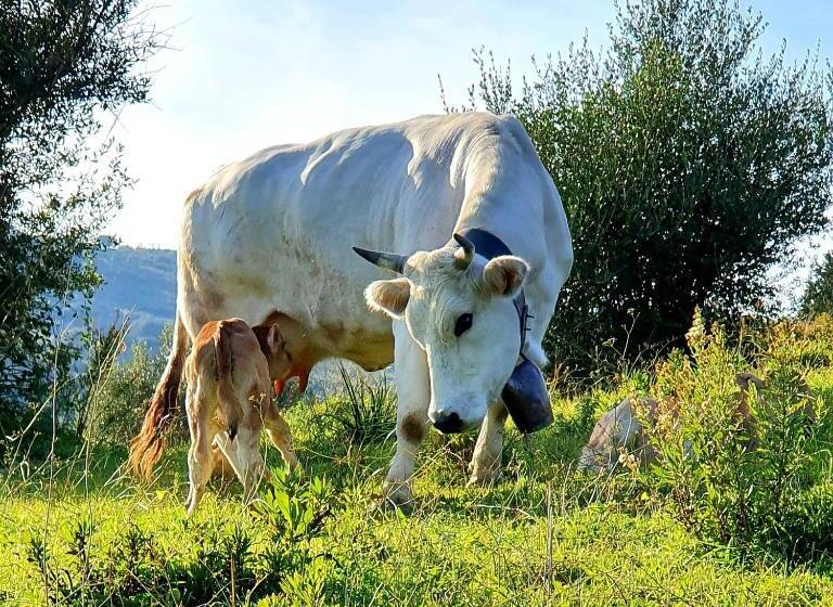 민박 Domus Mare Cilento