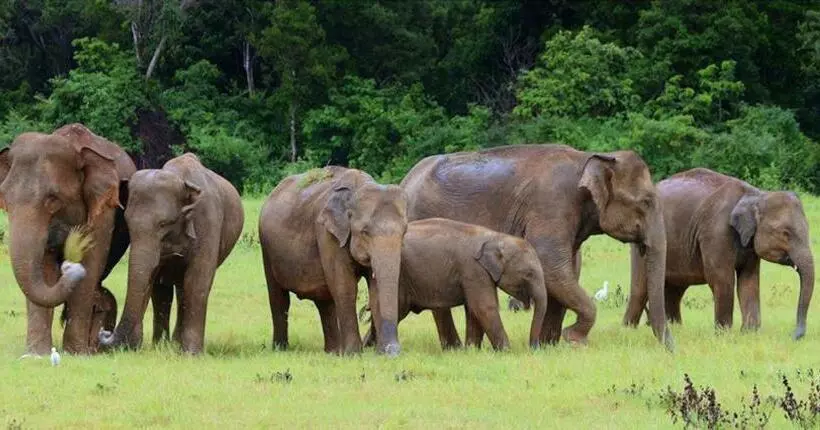Majatalo Man Guest Polonnaruwa