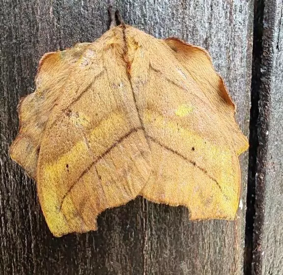 Aamiaismajoitus (B&B) La Ceiba Tree Lodge