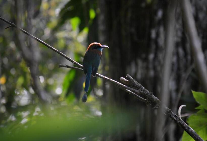 민박 La Ceiba Tree Lodge