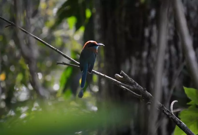 Aamiaismajoitus (B&B) La Ceiba Tree Lodge