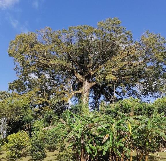 민박 La Ceiba Tree Lodge