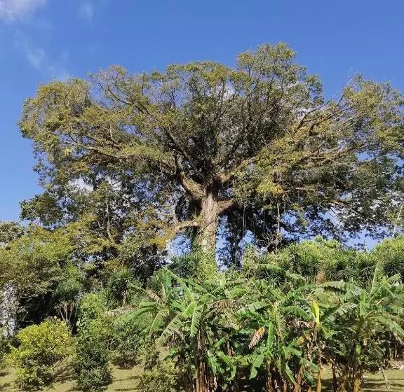 Aamiaismajoitus (B&B) La Ceiba Tree Lodge