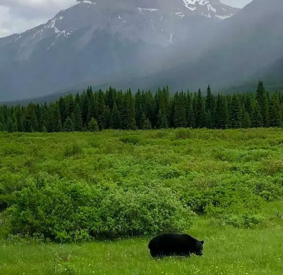 استراحتگاه Johnston Canyon Lodge & Bungalows