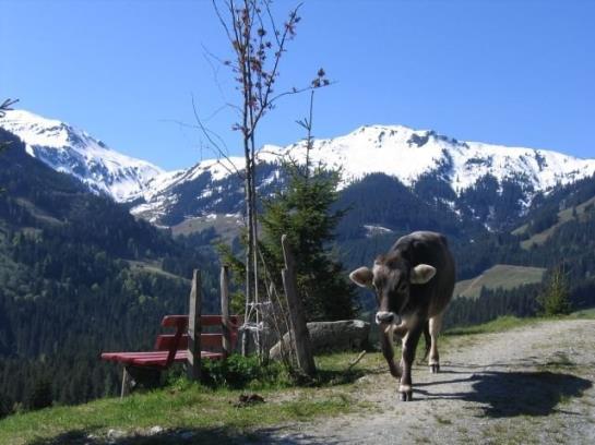 בית מלון כפרי Schatzberg Haus