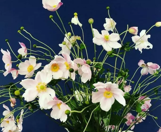Bramble Cottage On The Edge Of Exmoor