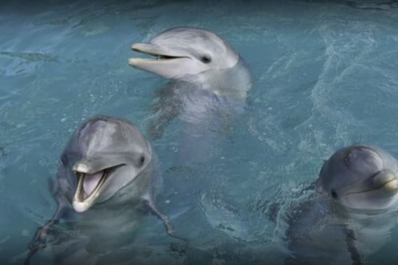 Lighthouse Point Residences