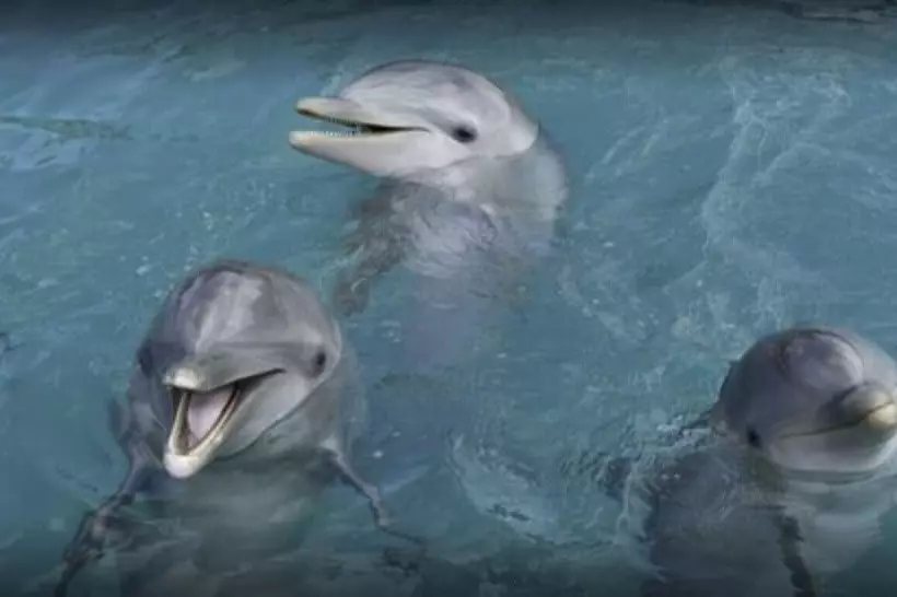 Lighthouse Point Residences