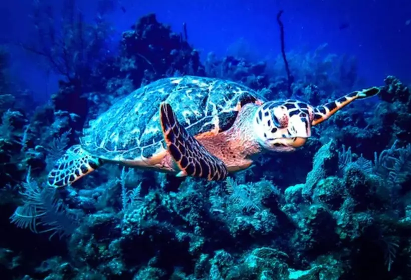 Lighthouse Point Residences