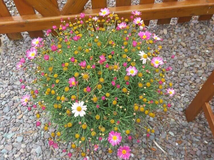 Stunning 1 Bed Apartment Valentia Island