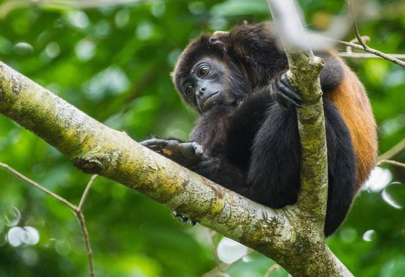 Отель Corcovado Adventures Tent Camp