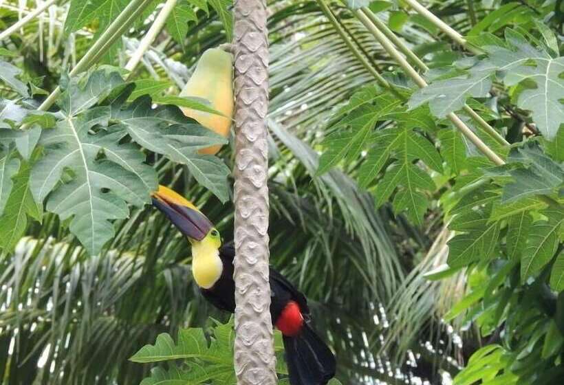 Отель Corcovado Adventures Tent Camp