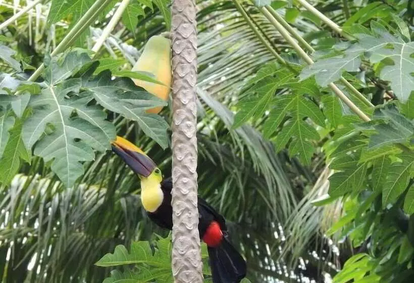 ホテル Corcovado Adventures Tent Camp