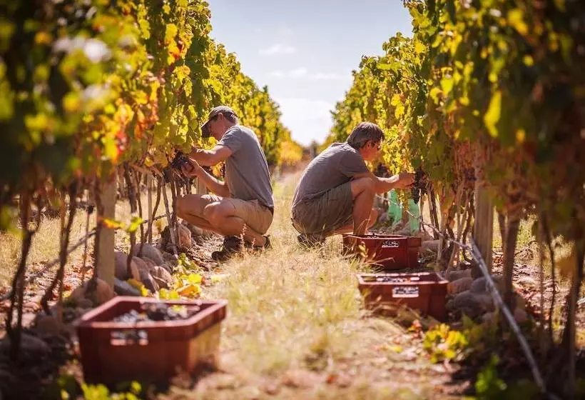 בית מלון כפרי The Vines Resort & Spa