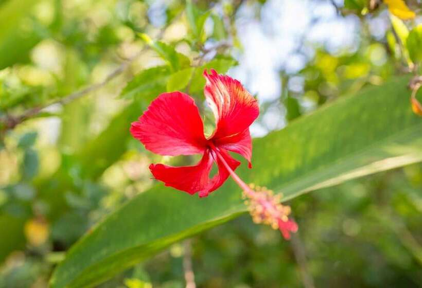 酒店 Sambor Village