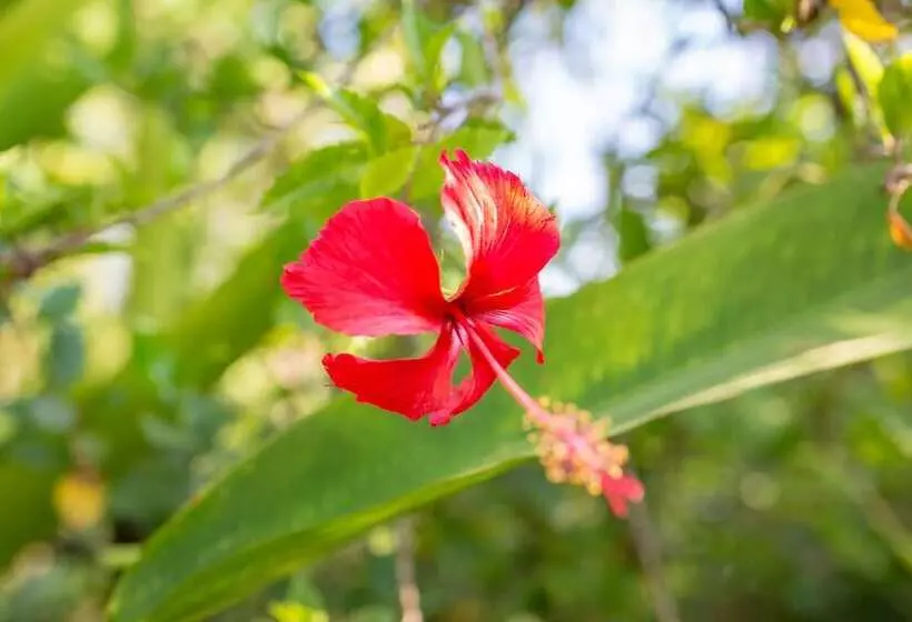 Отель Sambor Village