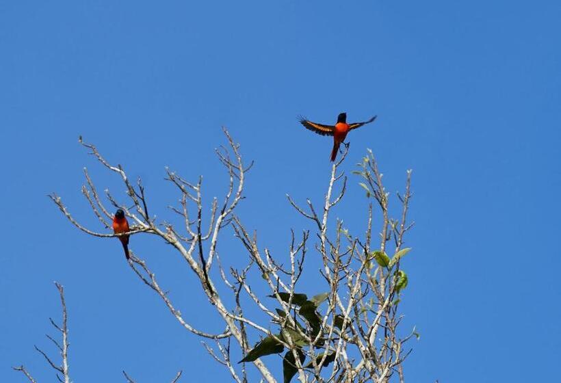 Отель Coffeeberry Hills Chikamagalur