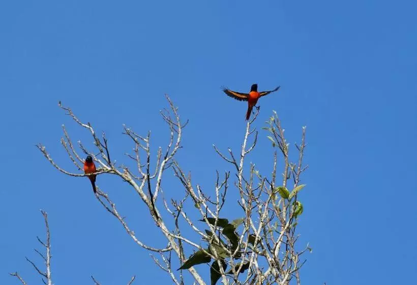 ホテル Coffeeberry Hills Chikamagalur