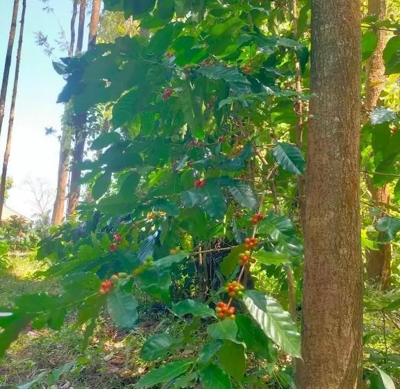 ホテル Coffeeberry Hills Chikamagalur