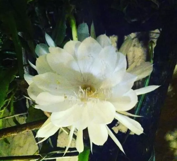 ホテル Pousada Boa Noite