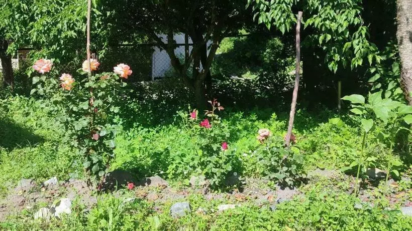 Majatalo Tsknari Oda