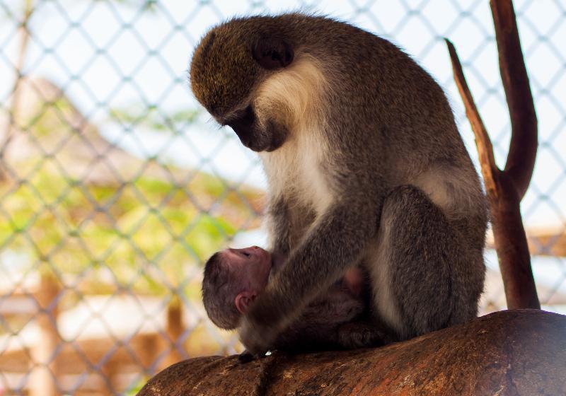 هتل El Karma Beach Resort & Aqua Park - Hurghada