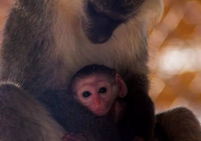 هتل El Karma Beach Resort & Aqua Park - Hurghada