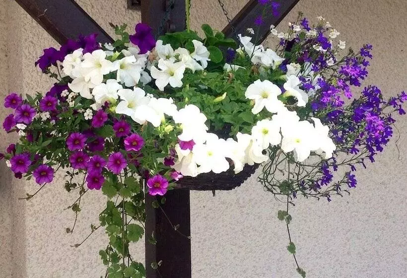 پانسیون Anchor Inn