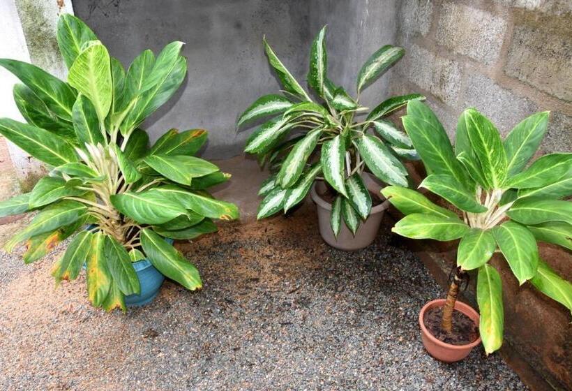 پانسیون Lion Home Stay Anuradhapura