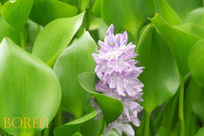 Hotel Villa Boreh Beach Resort And Spa