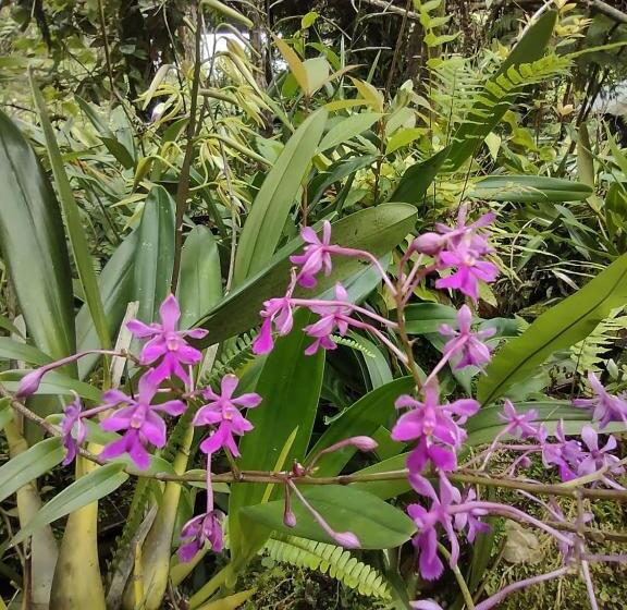 هتل Posada Montaña Del Quetzal