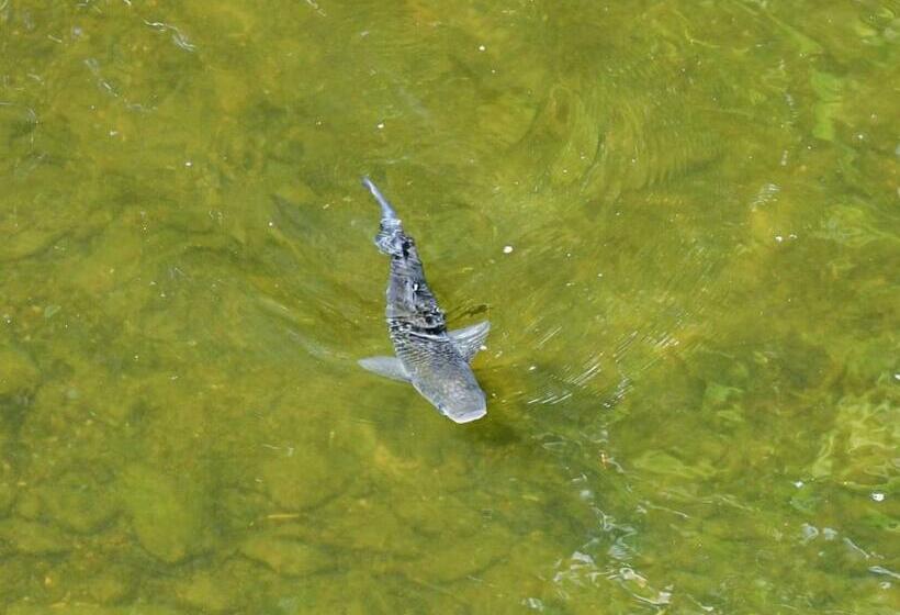 منتجع Notter Bridge Holiday Park