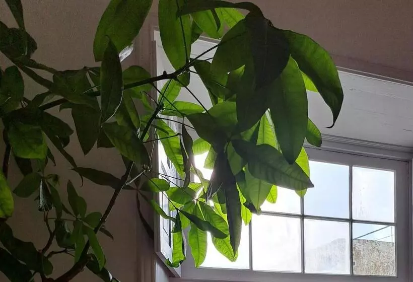 Casa De Las Flores   Hotel Boutique Lanzarote