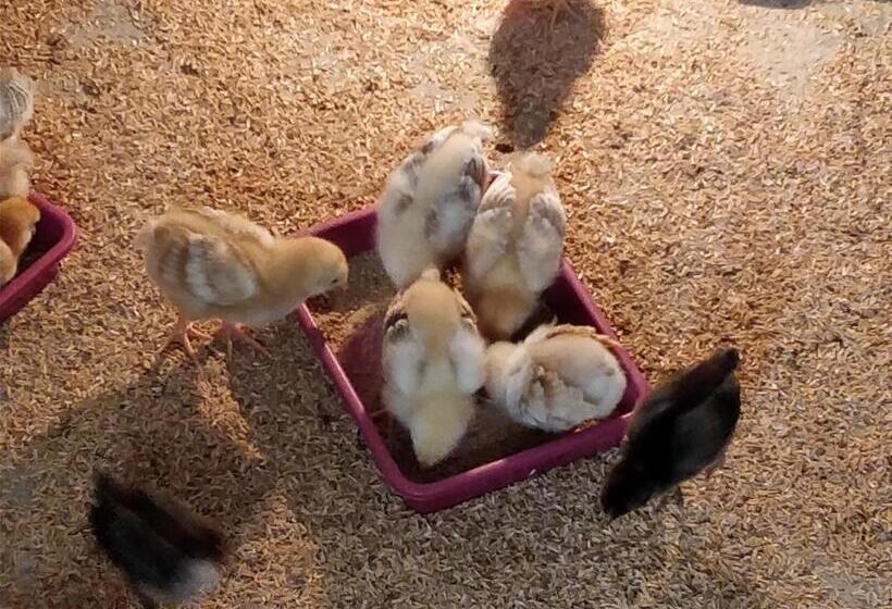 Отель Sneha Farm House