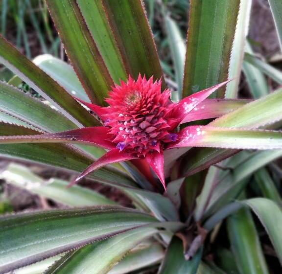 Отель Sneha Farm House