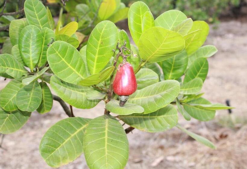 Отель Sneha Farm House