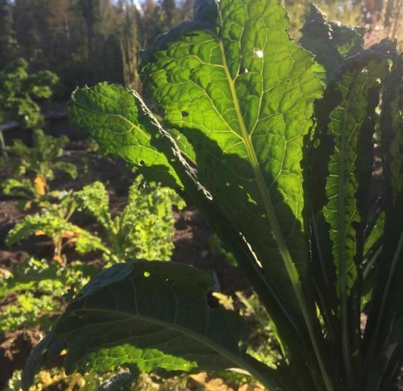 Общежитие Sågverket Höga Kusten