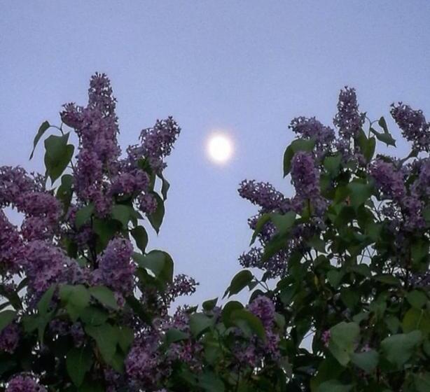 مبيت وإفطار Willa Mustijoki