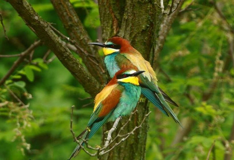 ペンション Aranyos ég