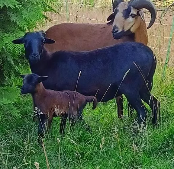 Majatalo Les Chambres D Hôtes Du Vert Galant  L Allée Des Champs
